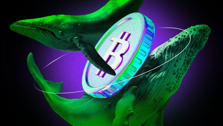 Bitcoin : les baleines crypto se ruent pour acheter la baisse