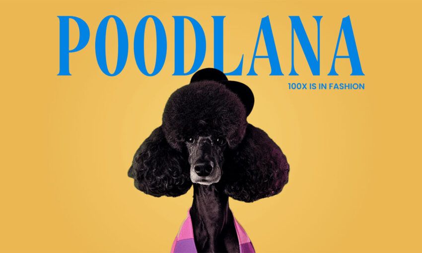 Poodlana fait le buzz en Asie : l’engouement grimpe face au lancement imminent